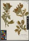 Foto von Salix pseudomonticola C. R. Ball